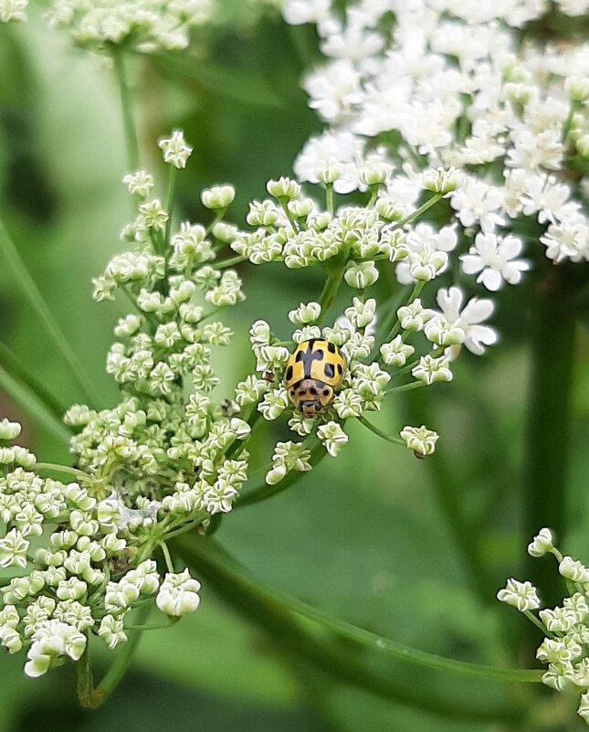 Воспоминания о лете. Июнь - Наталья Герасимова Воспоминания о лете. Июнь - Наталья Герасимова