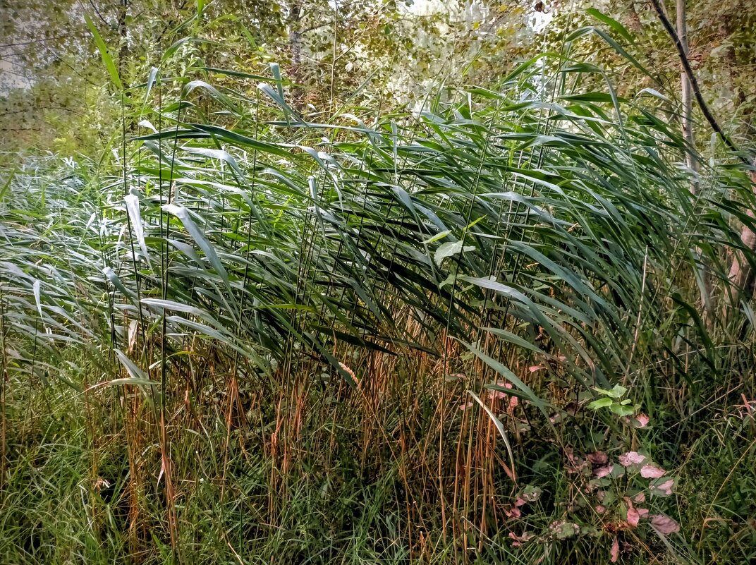 Шумел камыш... - Veera V