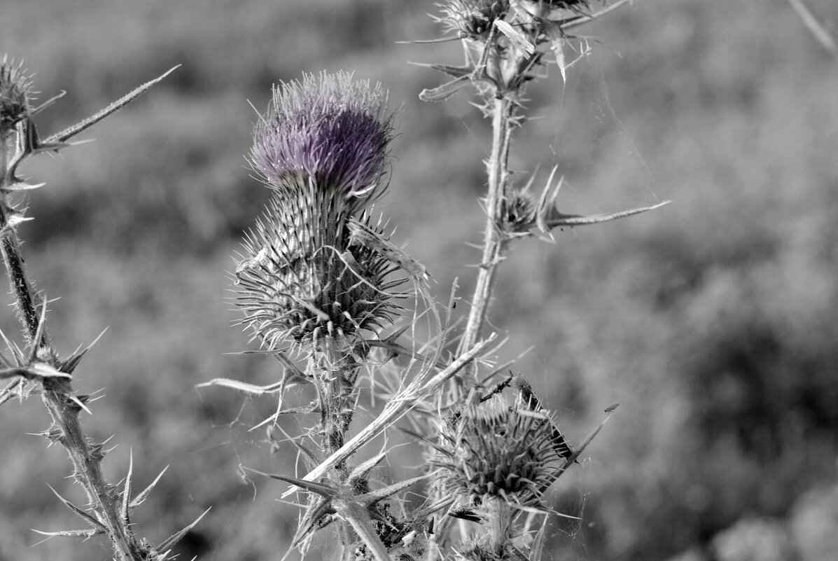 Репейник - Светлана Былинович