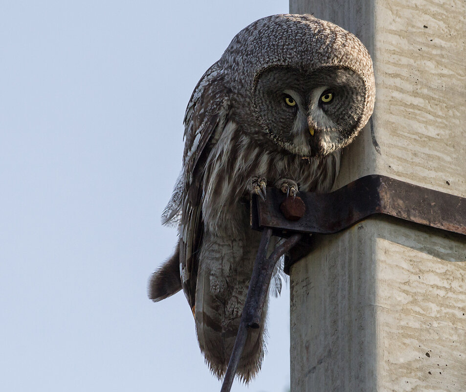 Бородатая неясыть - Ирина Коледова