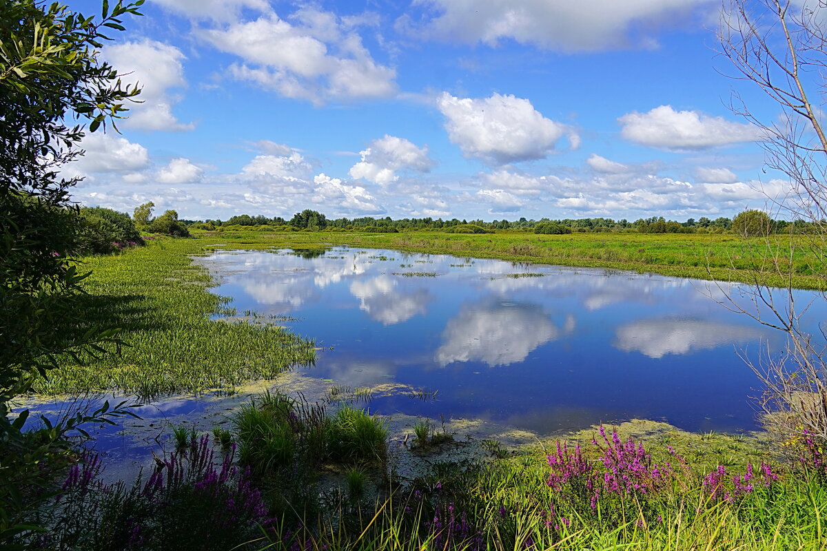 Когда цветет дербенник - Галина Кан