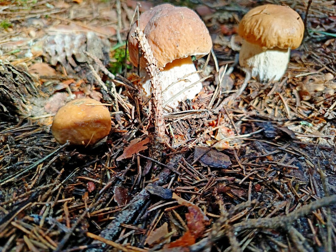 Братья Грибс. - Vladimir Semenchukov Братья Грибс. - Vladimir Semenchukov
