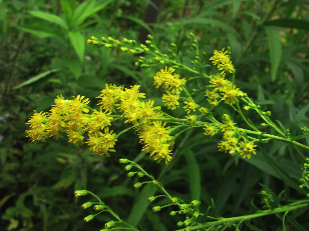 Золотарник цветёт - Людмила Смородинская