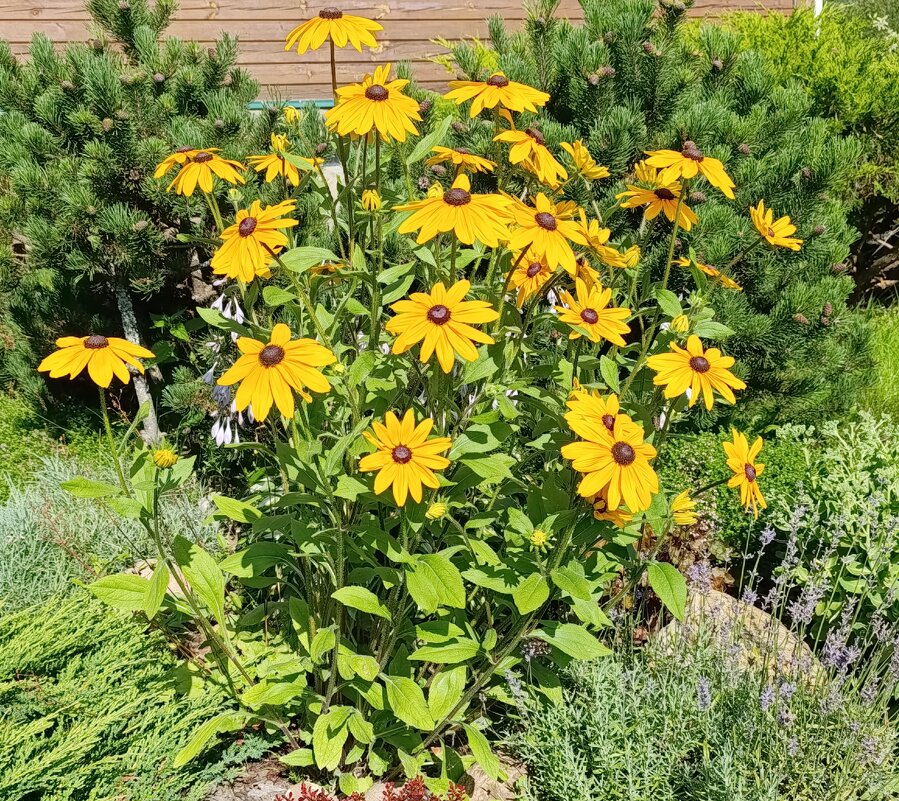 С бодрым утром! - tatiana 