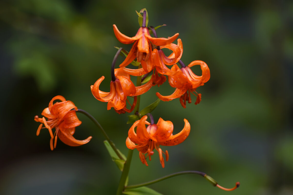 Лето в Ботаническом... Июль. - Наташа *****