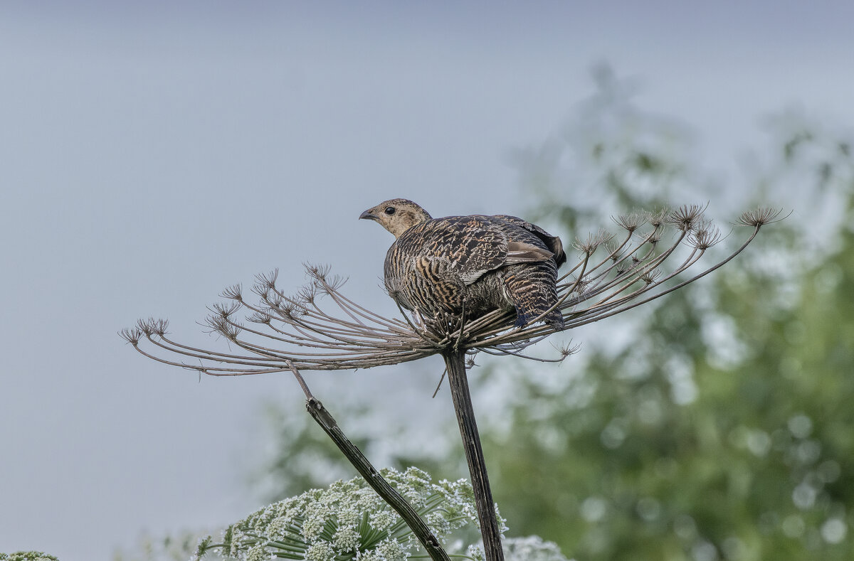 - - юрий макаров