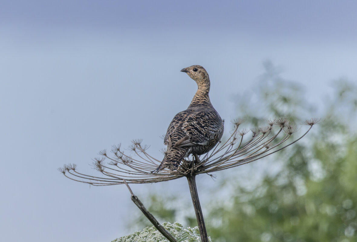 - - юрий макаров