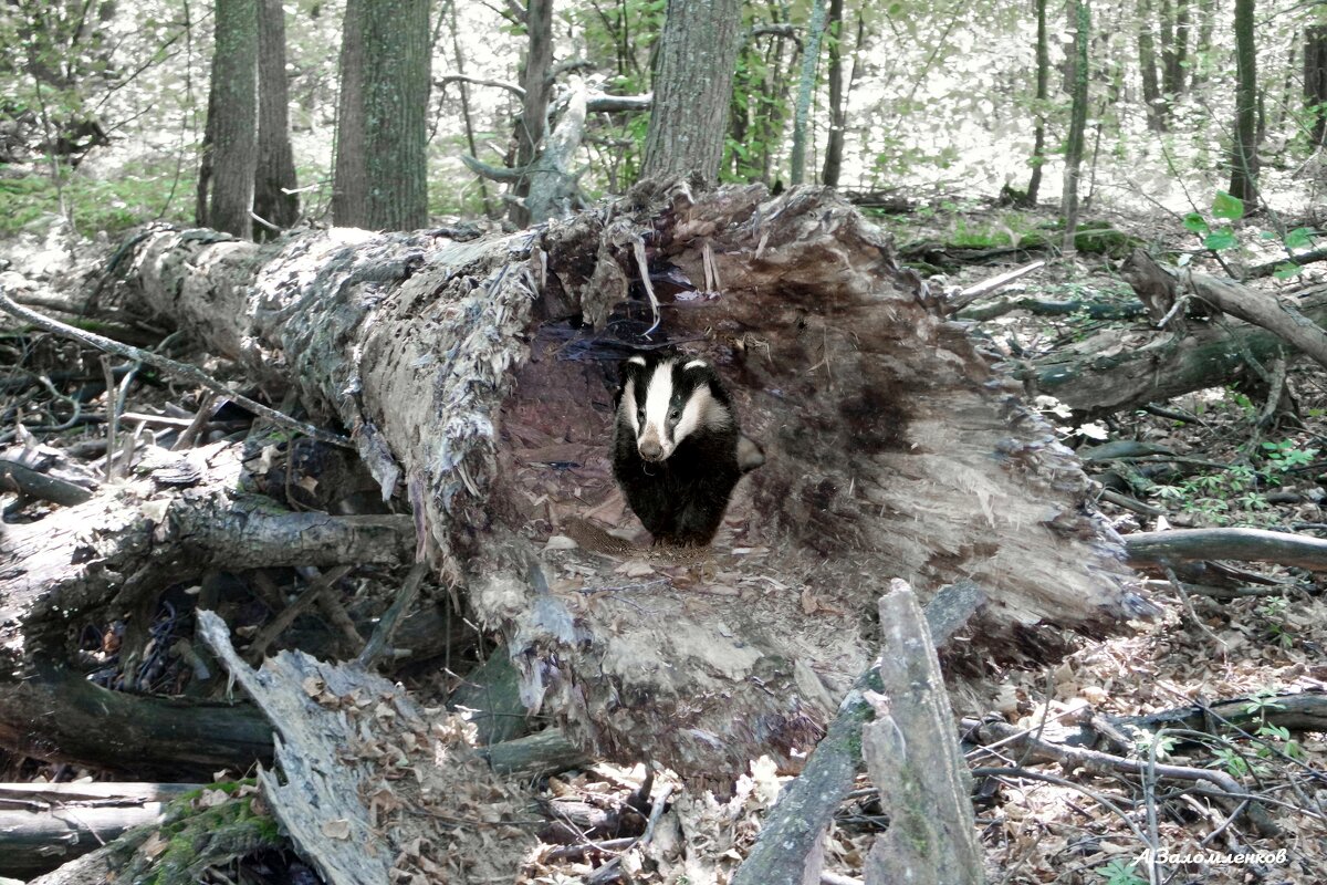 Тихо в лесу, только не спит барсук... :-) - Андрей Заломленков