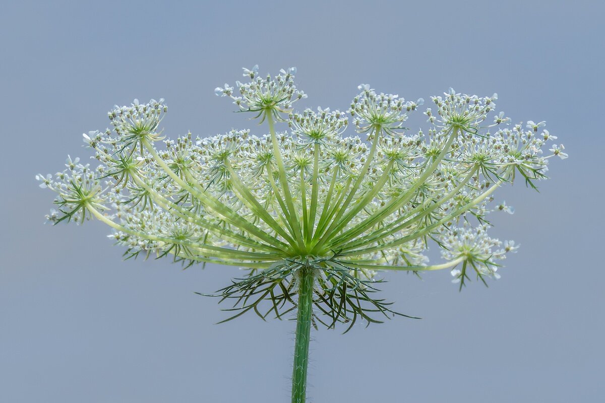 Дикая морковь - Игорь Сикорский