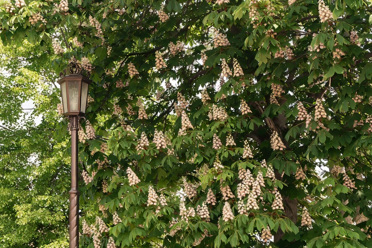 Каштан - Игорь Сикорский