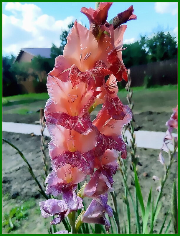 Гладиолус - властелин мгновения... - Ольга Довженко