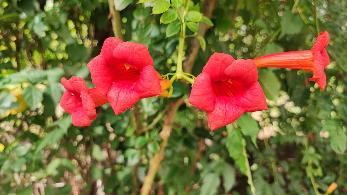 ,,, - Сергей Тимоновский ,,, - Сергей Тимоновский