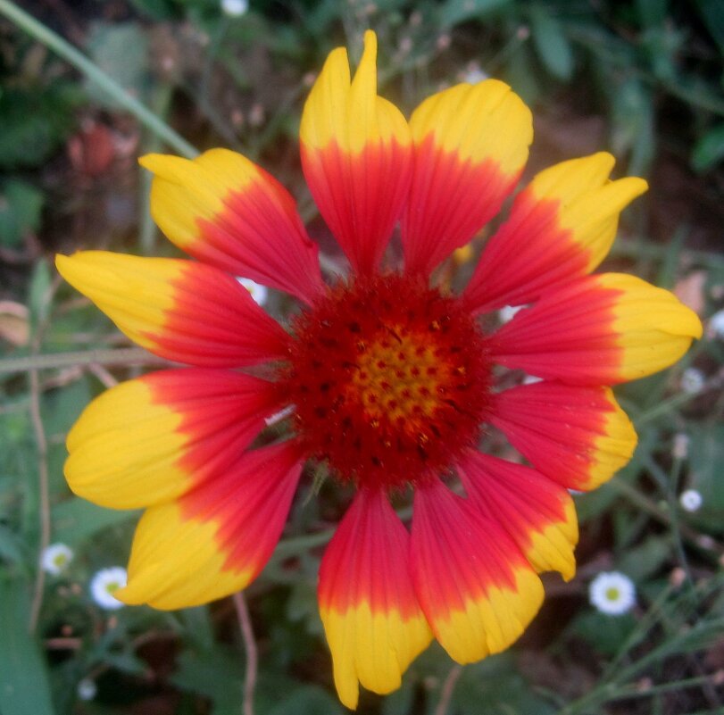 Яркое лето - Елена Семигина