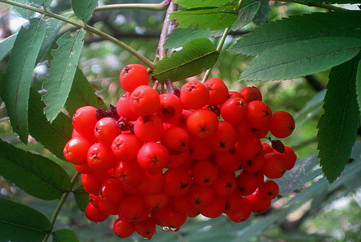 Почти осень - Елена Семигина