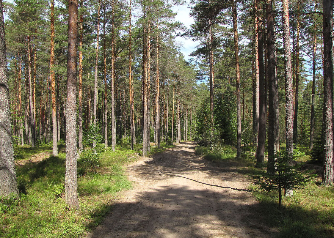 Лесная дорога - Александр Ильчевский 