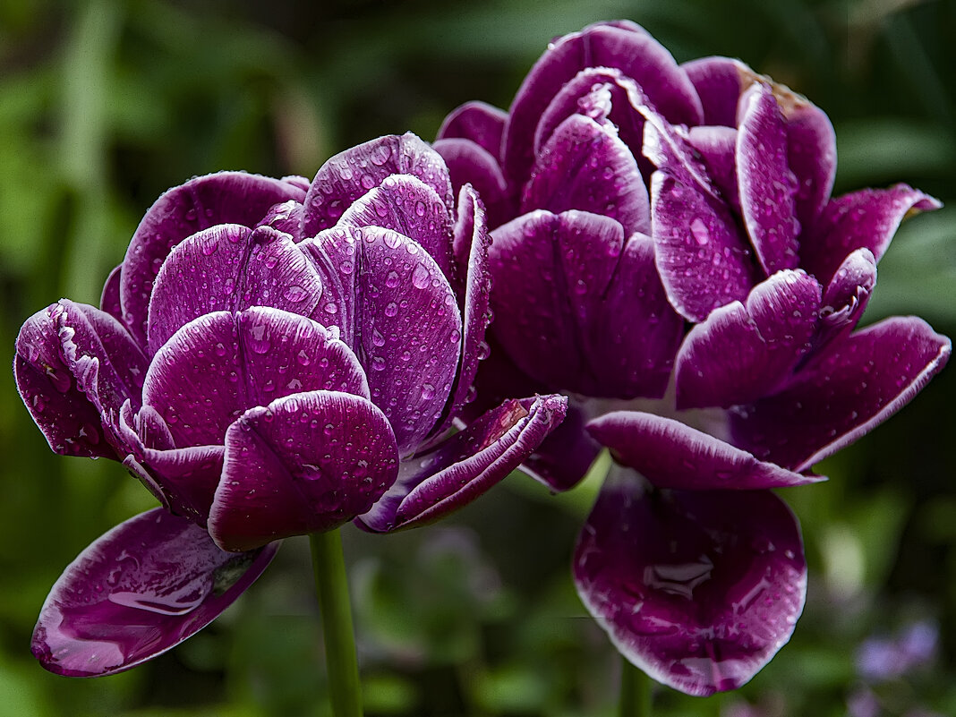 *** - Александр 