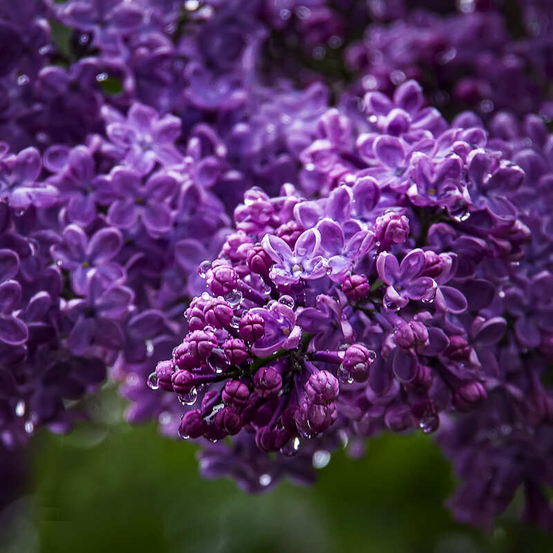 *** - Александр 