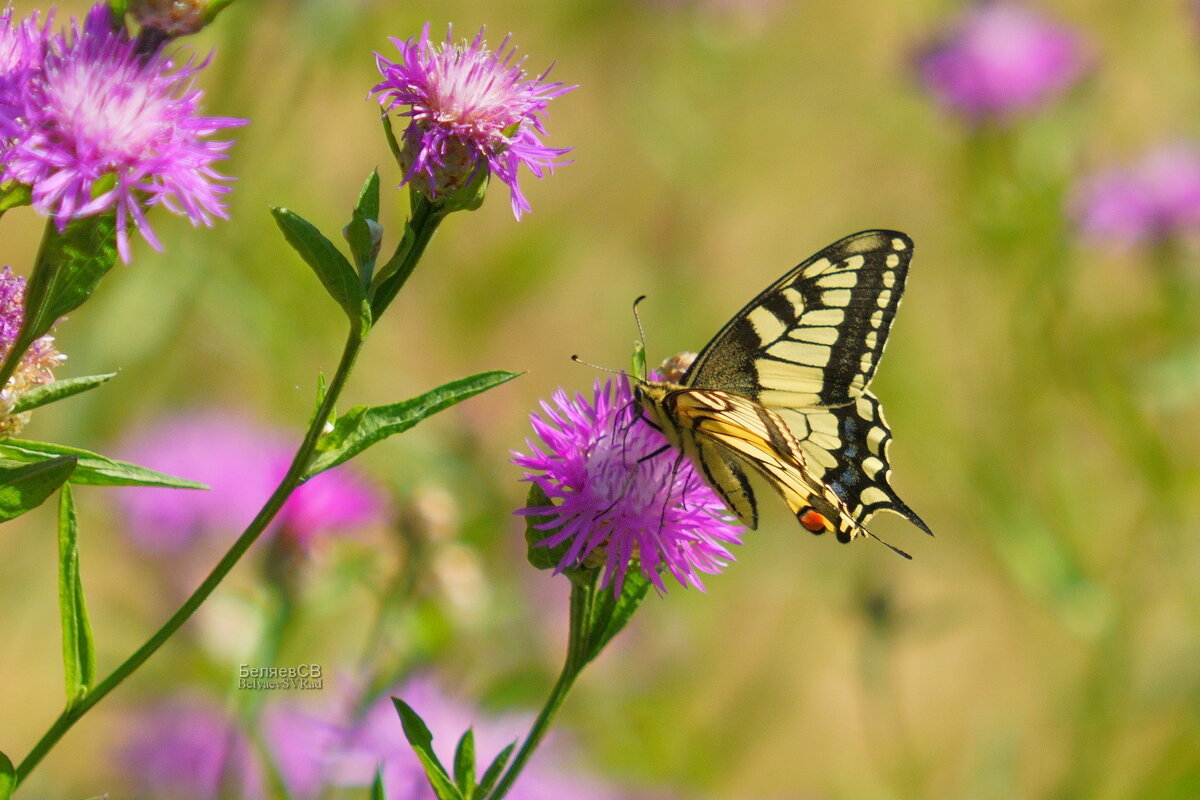 Бабочка Махаон - Сергей Беляев