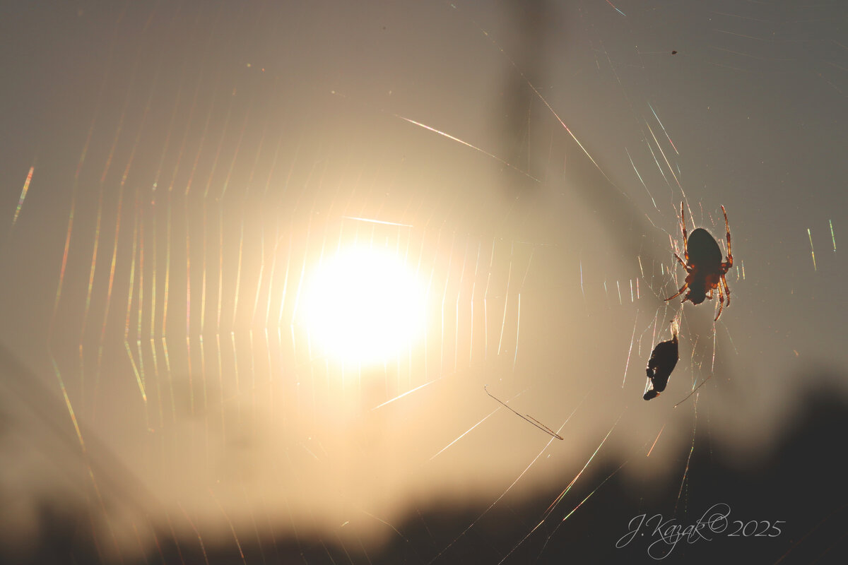 *** - Елена Kазак (selena1965)