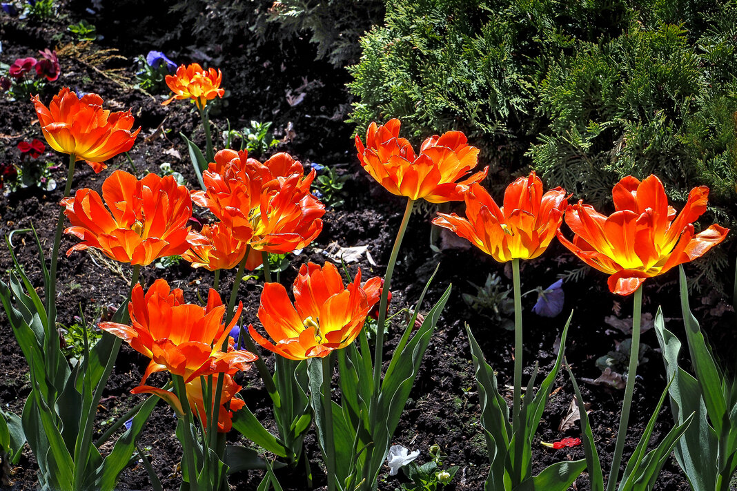 Огонь - Виталий Авакян