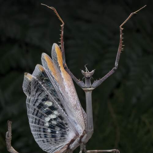 Фото не моё.сохранила с Международного конкурса.(вот бы увидеть воочию) - Осень Фото не моё.сохранила с Международного конкурса.(вот бы увидеть воочию) - Осень