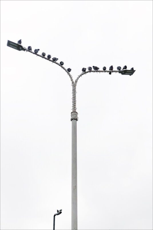 ЧАЙКИ - Александр Кустов