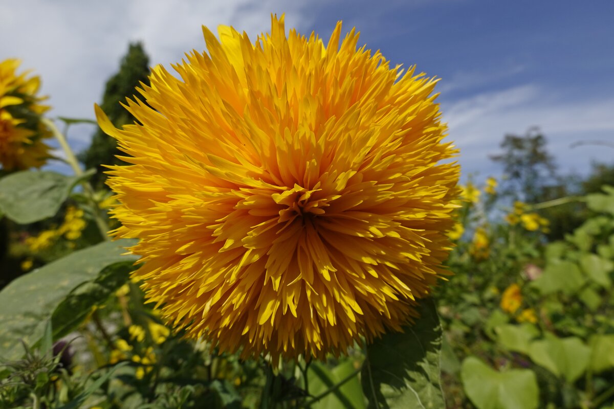...а лета осталось на донышке...... - Галина 