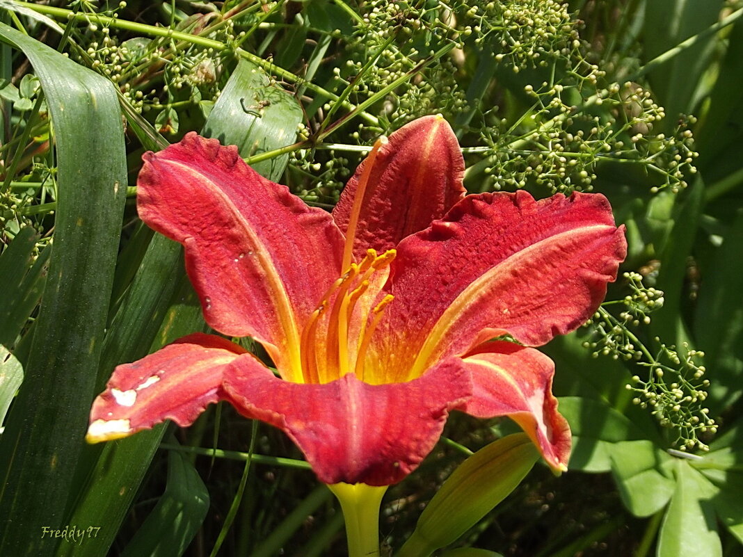 Лилейник - Freddy 97