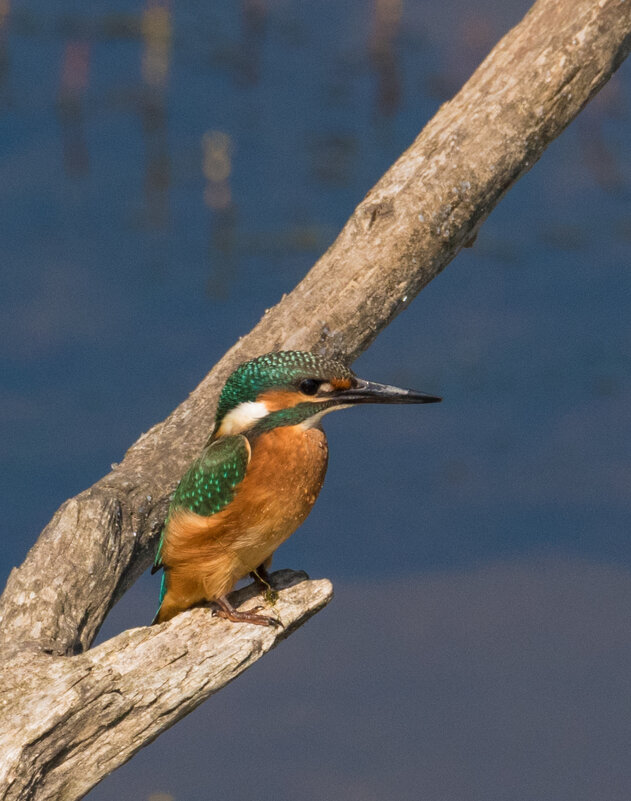 Зимородок над речкой. - Lada Kozlova