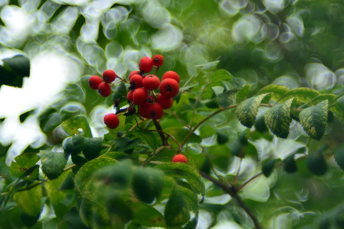 Рябинушка - Геннадий Супрун