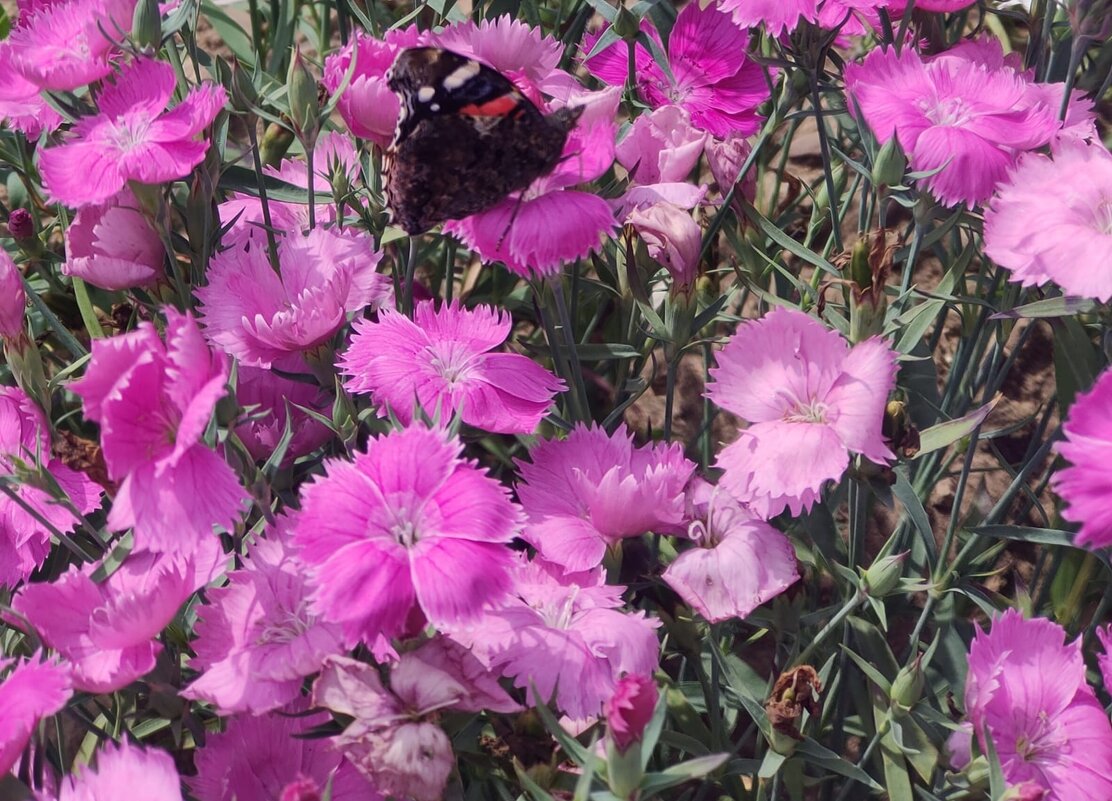 В Ботаническом саду - Ирэн 