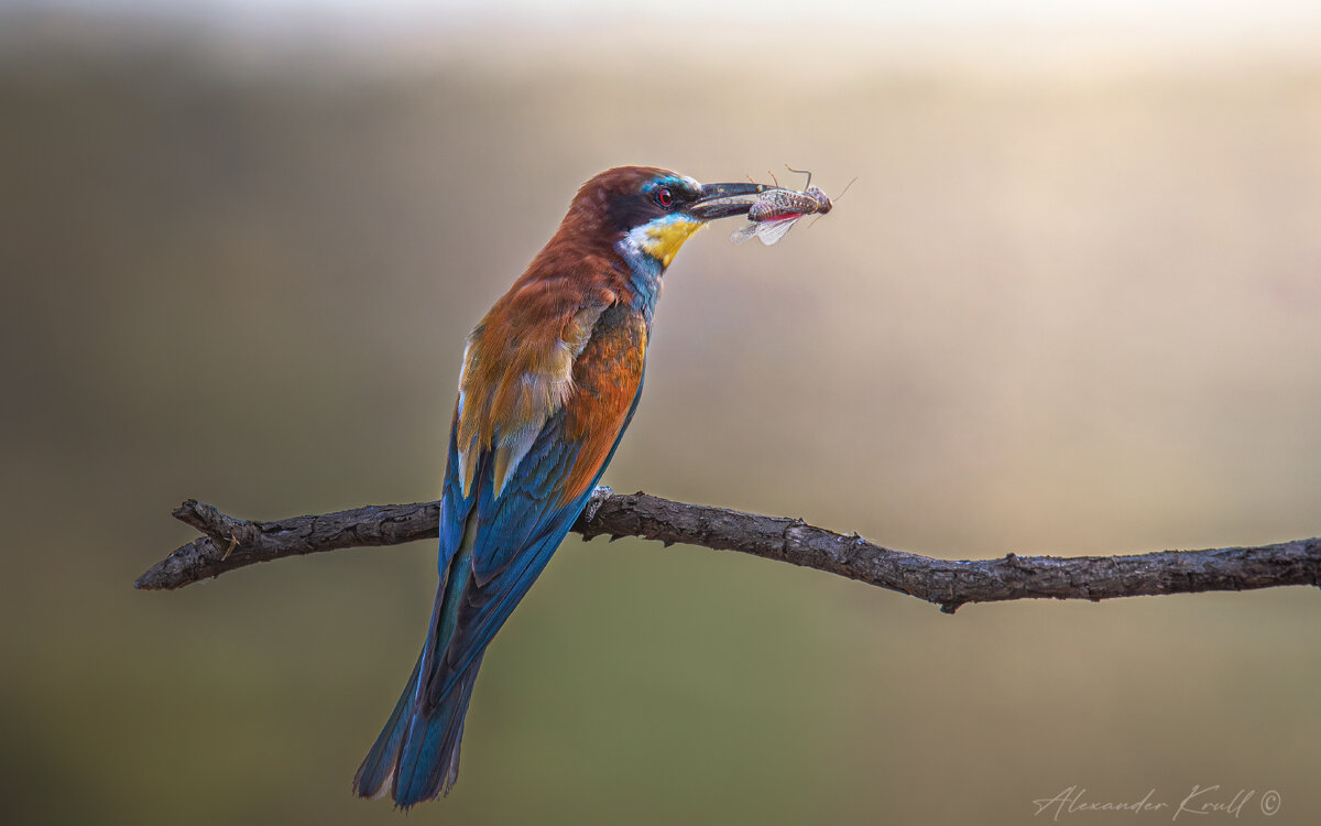 Ужин с видом на закат - Александр К.