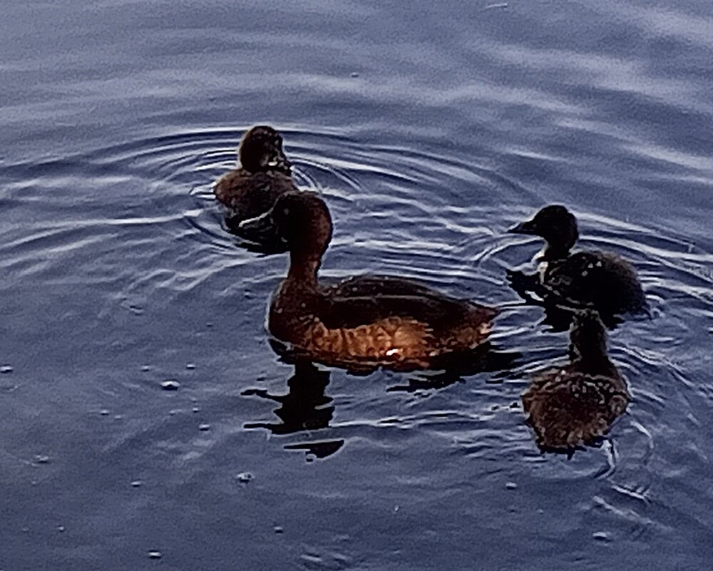 Утята чернети - Сапсан 