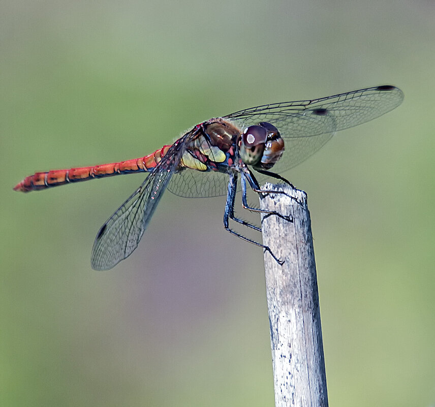 **** - Андроник Александр 