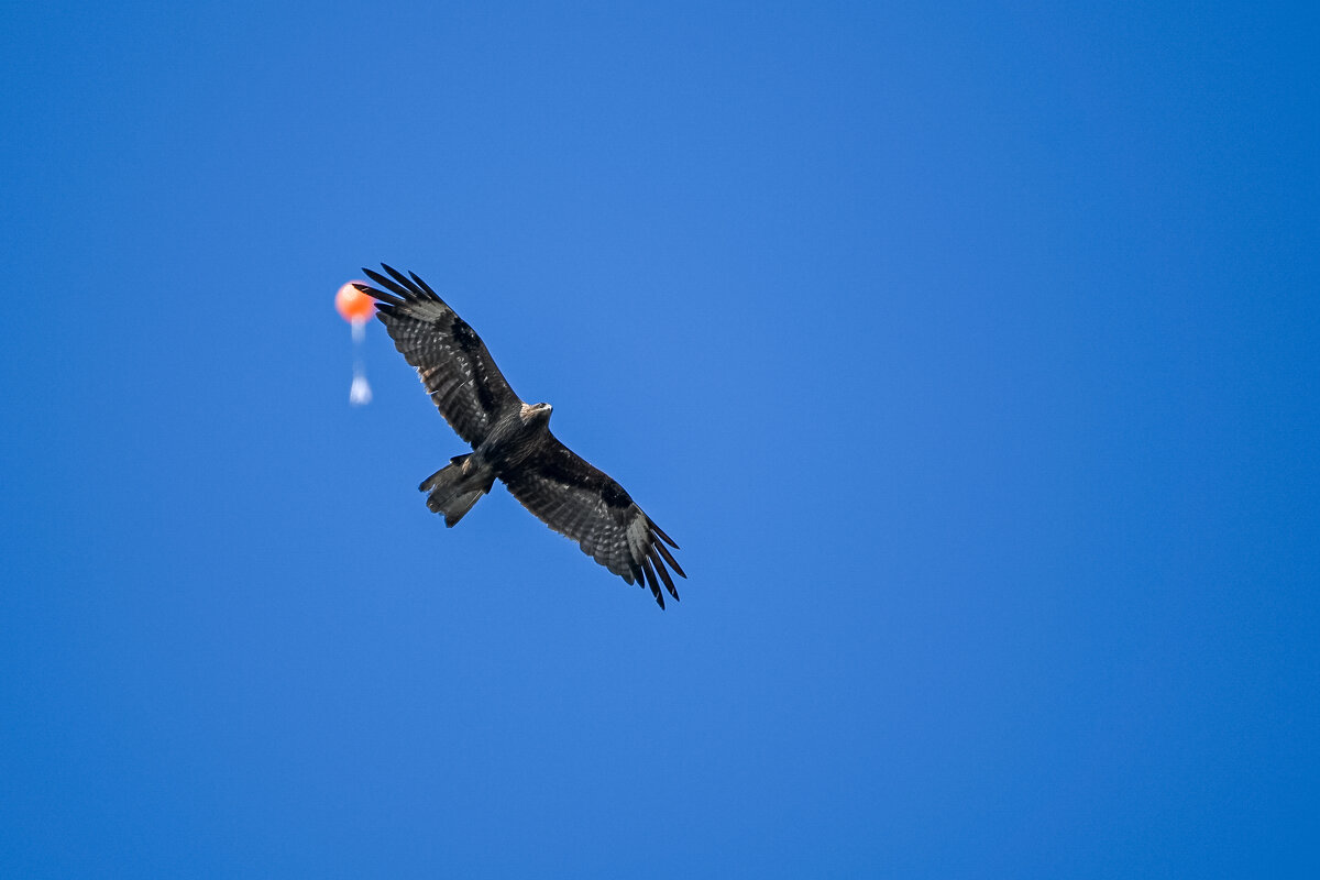 Пролетая над городом... - Михаил Петрик Пролетая над городом... - Михаил Петрик