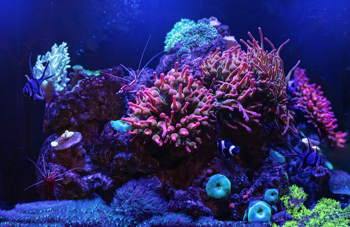 Моя морская аква - Лилия .