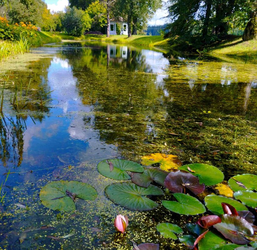 Пруд - Галина Бобкина