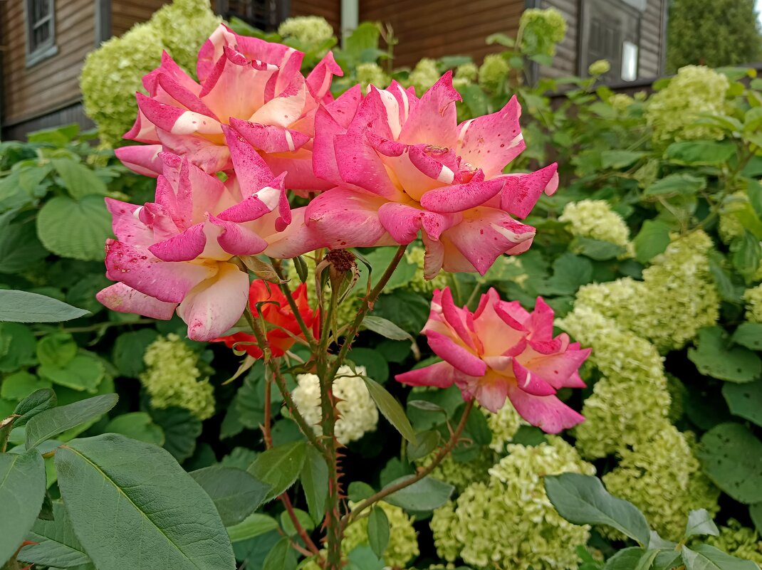 Красота уходящего лета... - Мария Васильева