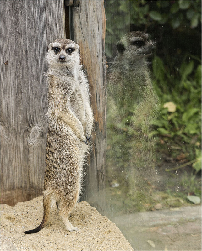 Сурикат - Александр Ширяев