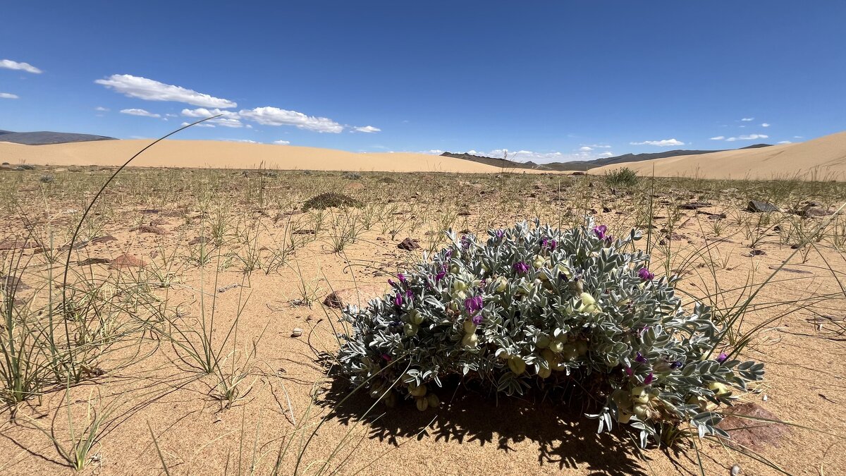 Цветы пустыни - Елена Рекк