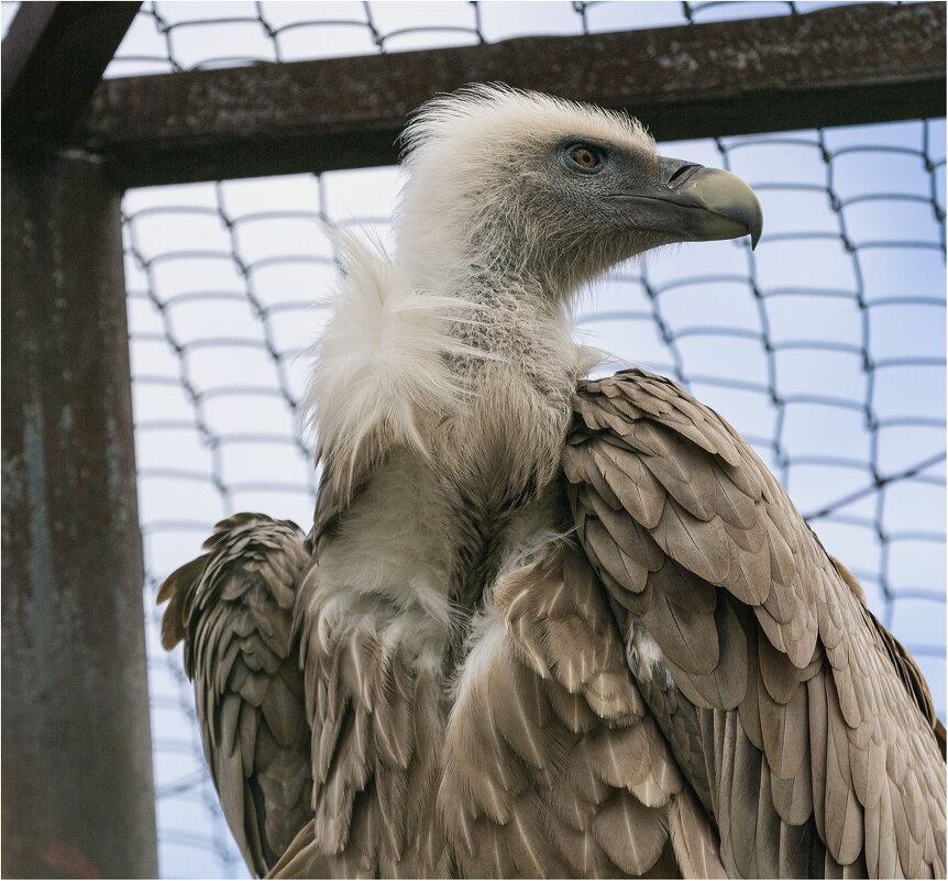 Орёл - Александр Ширяев