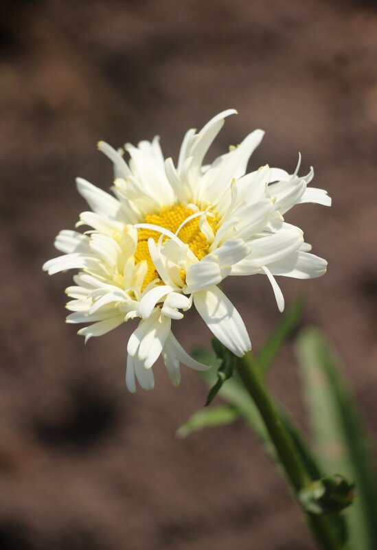 Воспоминания о лете. Июль - Наталья Герасимова Воспоминания о лете. Июль - Наталья Герасимова