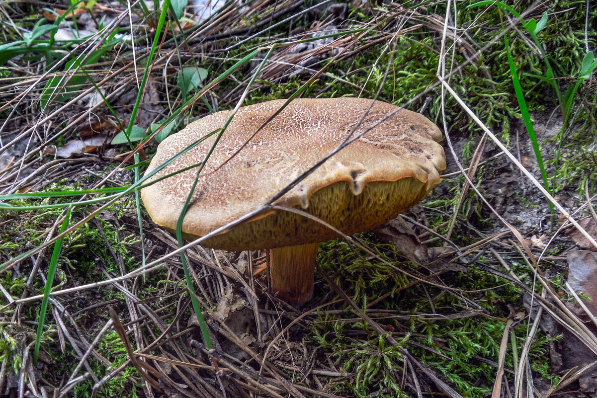 Гриб моховик - Татьяна Машошина