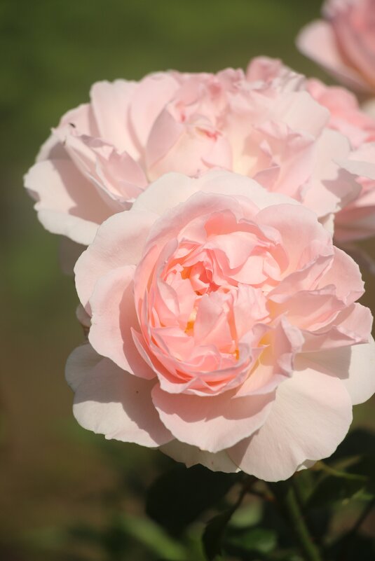 Воспоминание о лете - Наталья Герасимова