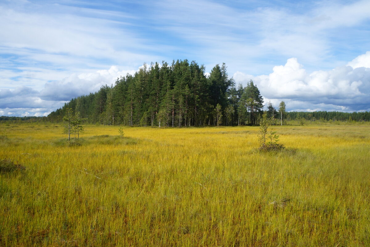 Эко-тропа "Сестрорецкое болото" - zavitok *