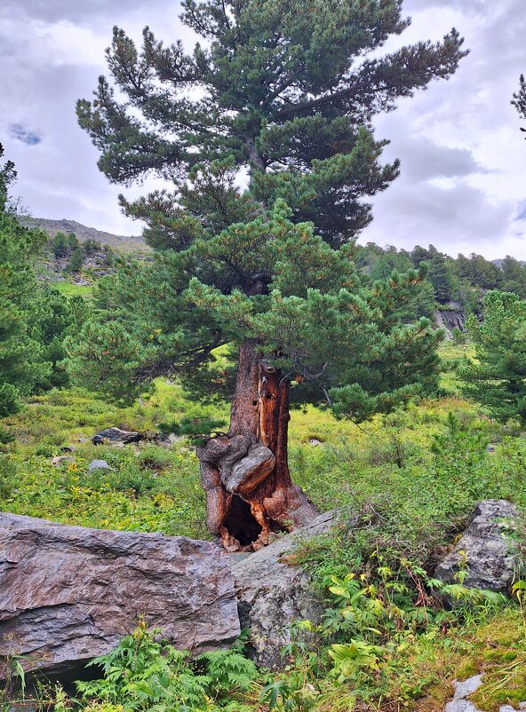 Алтай - Андрей Л. В.