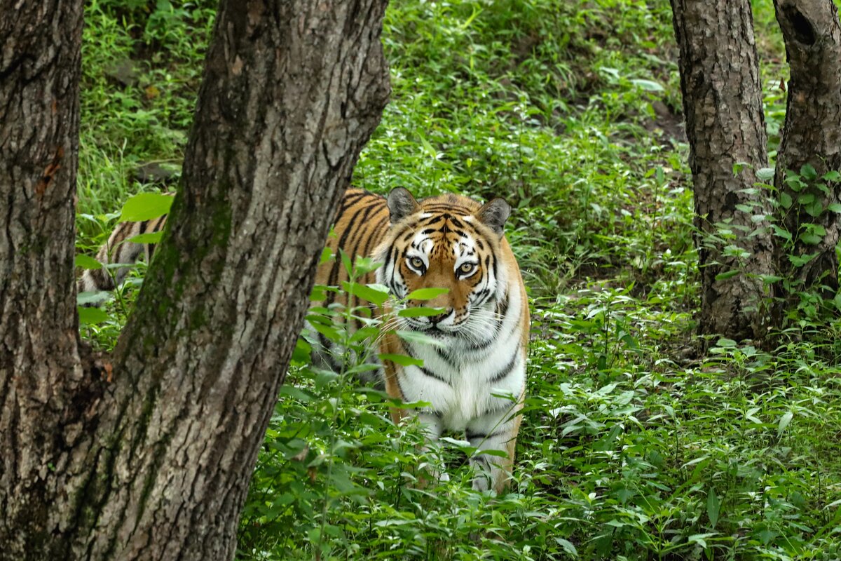 Амурский тигр - Овсечук Мария 