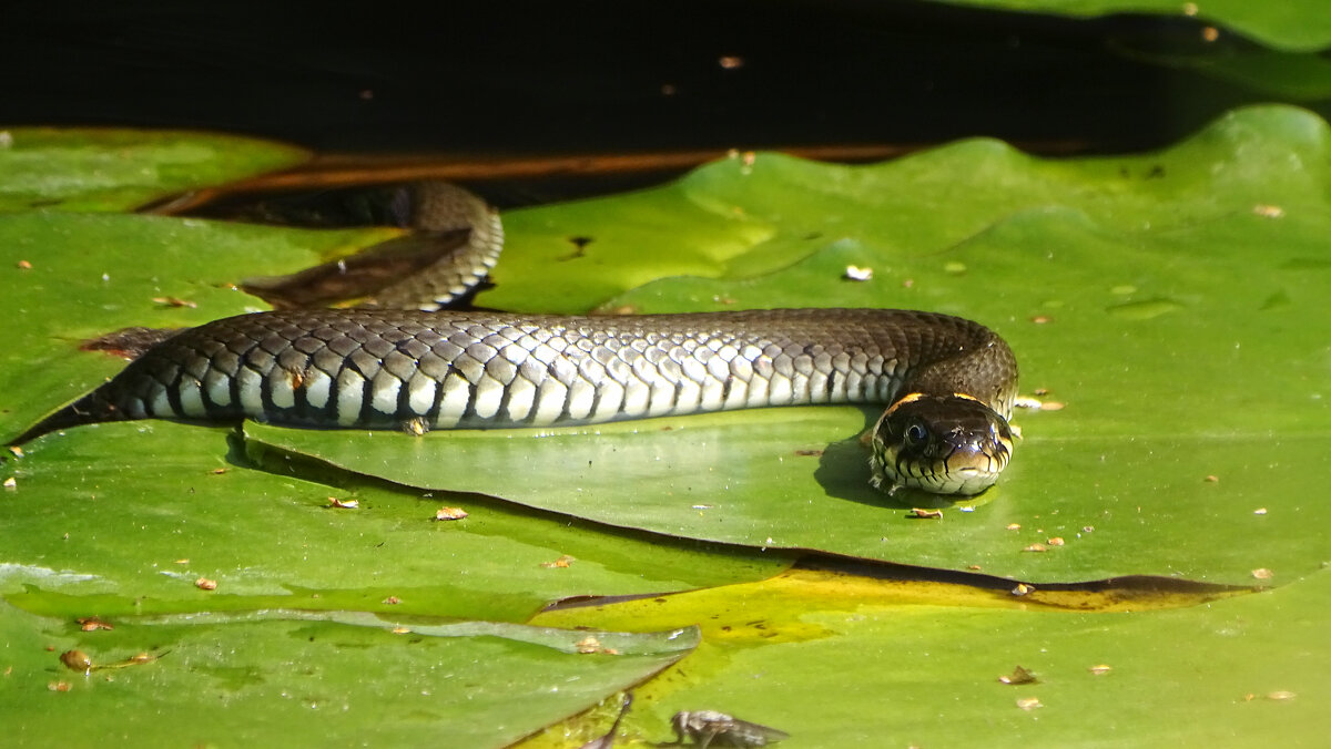 *** - Елена Kазак (selena1965)