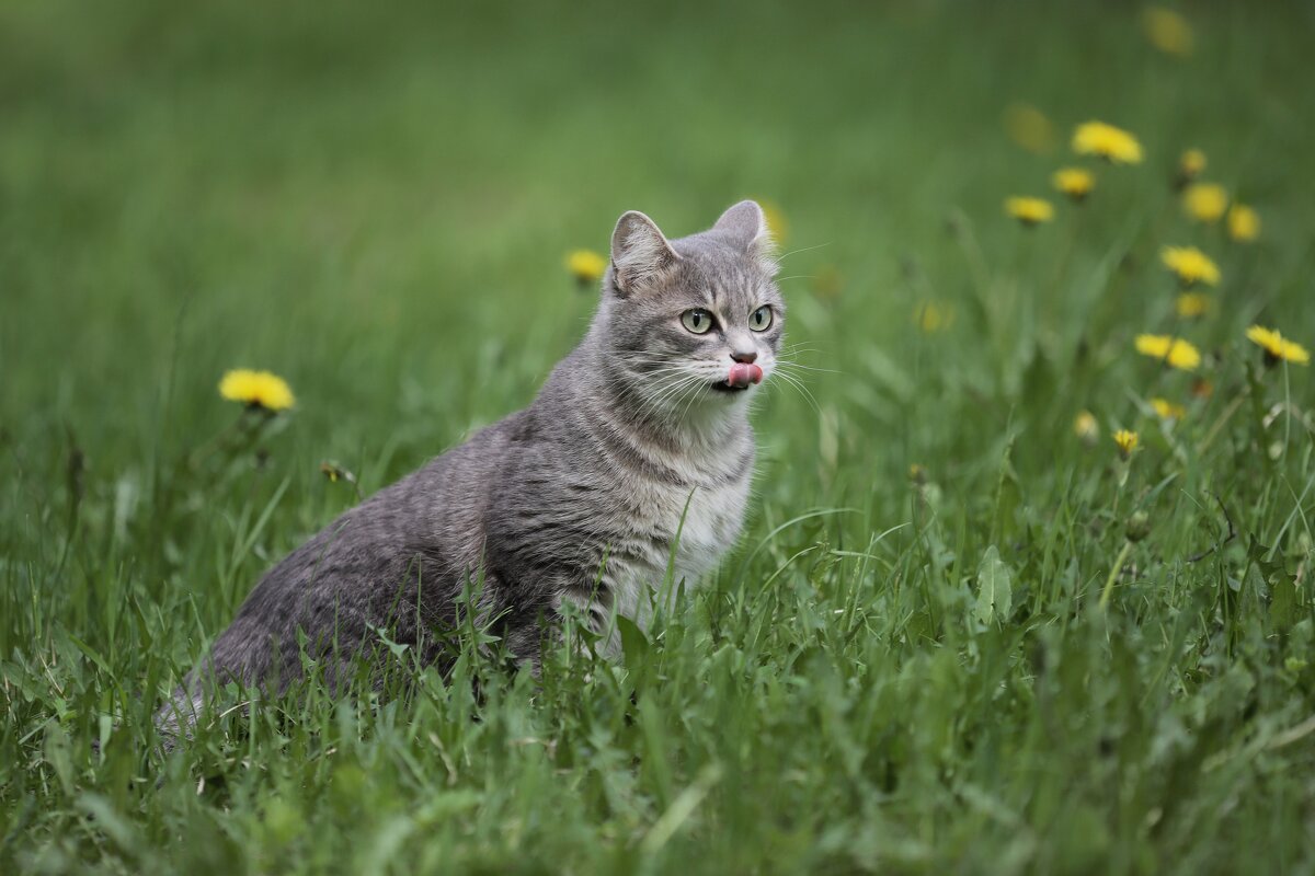Мурка - Овсечук Мария 