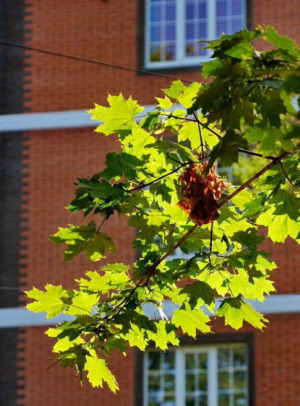 * - Николай Саржанов * - Николай Саржанов